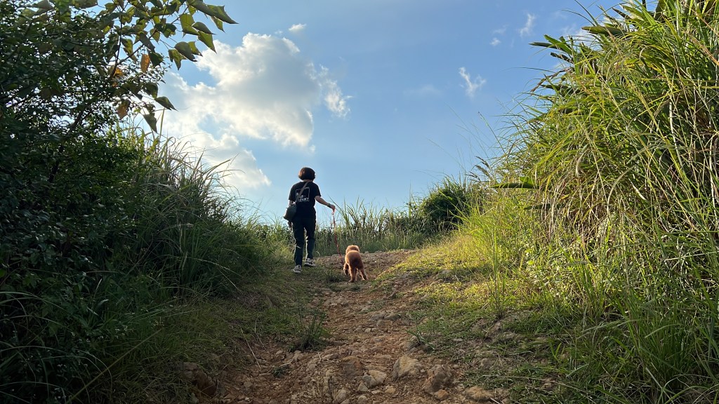 【觀察者的人生實驗室：紫微斗數流年表預約中】
