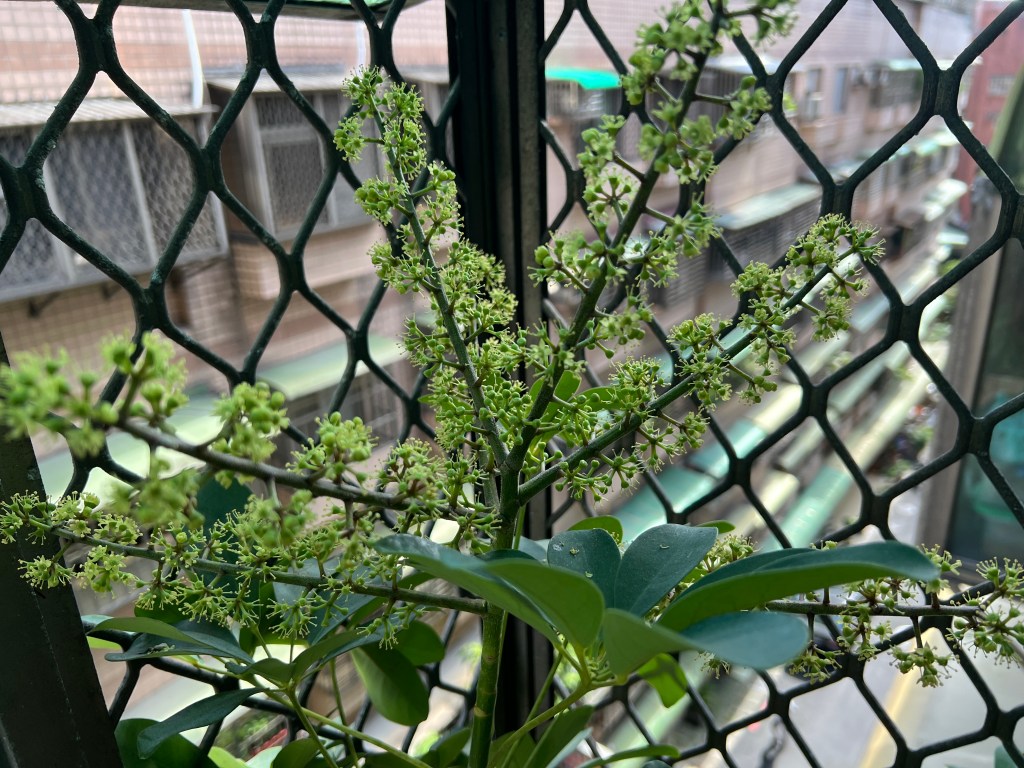 天機化祿：從植物到股市，看透財富的秘密