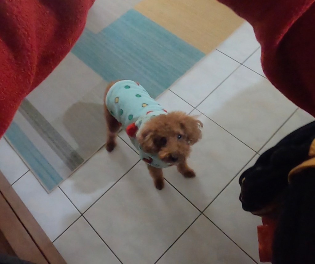 《紫微三合：從漢堡先生看家庭角色》